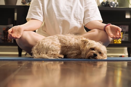 chien-dort-sur-tapis-yoga